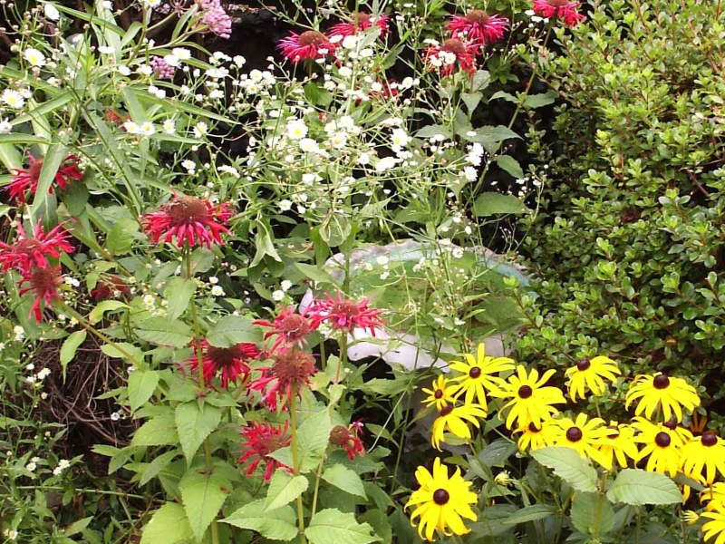 Where Have All Monarchs Gone >> Where Have All The Monarchs Gone Huntington Ny Patch Where Have All Monarchs Gone >> Where Have All The Monarchs Gone Huntington Ny Patch