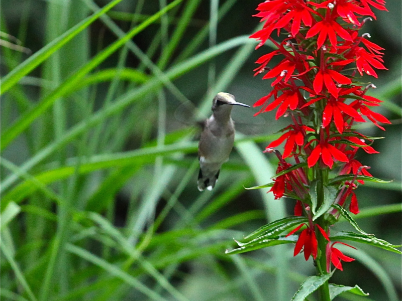 Hummingbird Don T Fly Away Huntington Ny Patch Hummingbird Don T Fly Away
