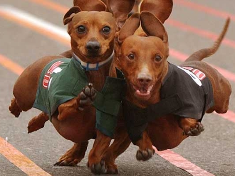 Wiener Dog Races at Kirkland Oktoberfest | Redmond, WA Patch