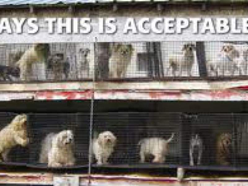 Puppy Mills, Pet Stores, Now What? | Huntington, NY Patch