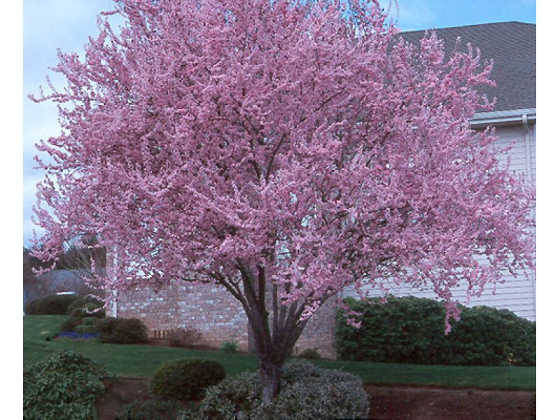 Purple Leaf Flowering Plums | Elk Grove, CA Patch