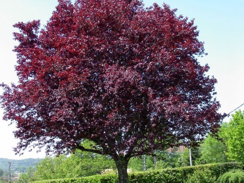 large purple tree