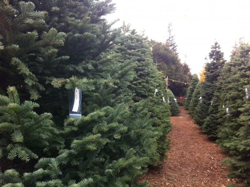 guide where to buy a christmas tree in redwood city guide where to buy a christmas tree in redwood city