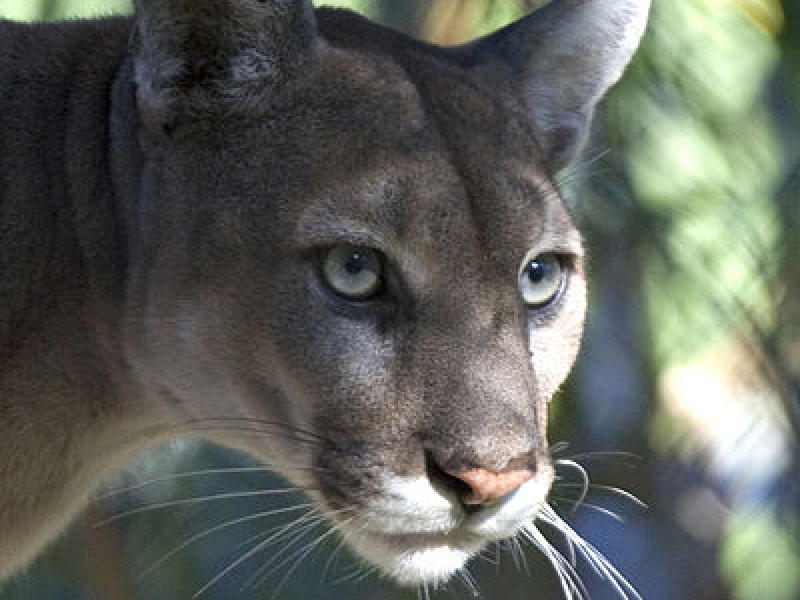FWC Says Florida Panther Sightings - 5997f223d7d7f3ebb8f7c7a60a748001 