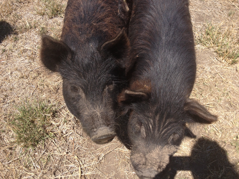 Piglets American Guinea Hogs For Sale Dixon, CA Patch