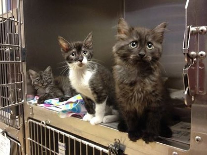 Posh Pets Rescue to Host Cat Adoption Event in Greenburgh ...