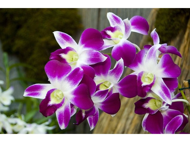 Massachusetts Orchid Society Annual Orchid Auction North Reading, MA Patch