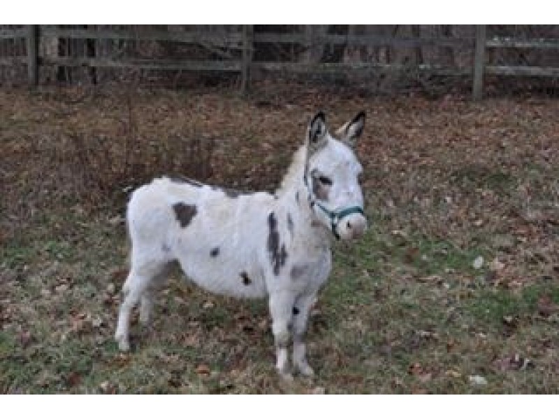 Have You Seen These Miniature Donkeys? North Reading, MA Patch