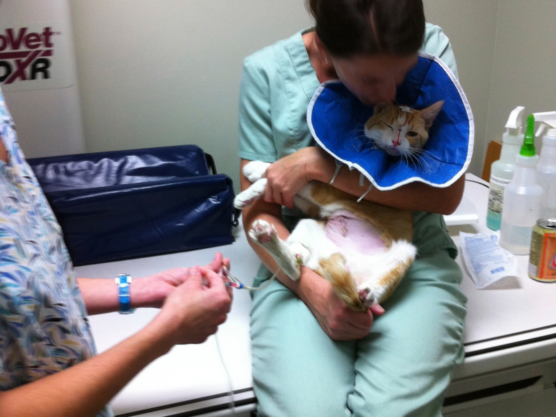 Open House Cat Hospital at Palm Harbor Safety Harbor, FL Patch