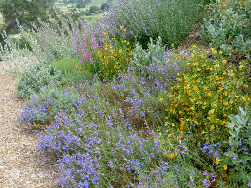 Designing your Garden with California Native Plants | Malibu, CA Patch