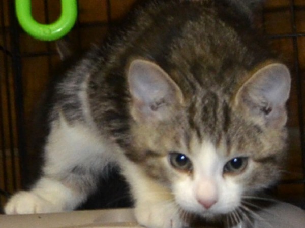 Cat & Kitten Adoption Weekend, 12/20 & 12/21 at Petco in ...