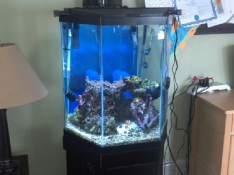 35 Gallon Fish Tank combo *mint condition* East Windsor, NJ Patch