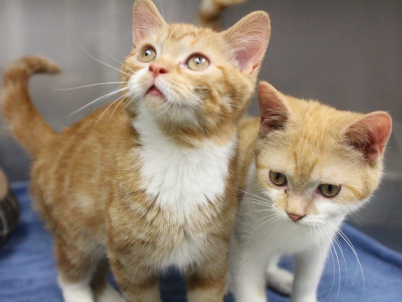 Adorable orange tabby kittens available for adoption at ...