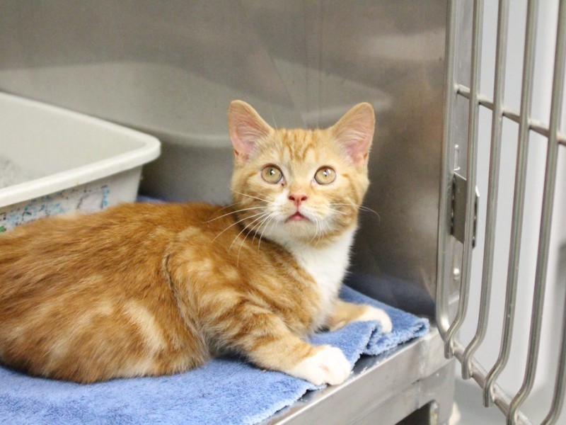 orange and white tabby cat adoption
