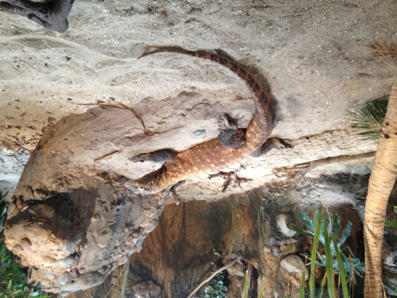 New Komodo Dragon Exhibit at Turtle Back Zoo Belleville, NJ Patch