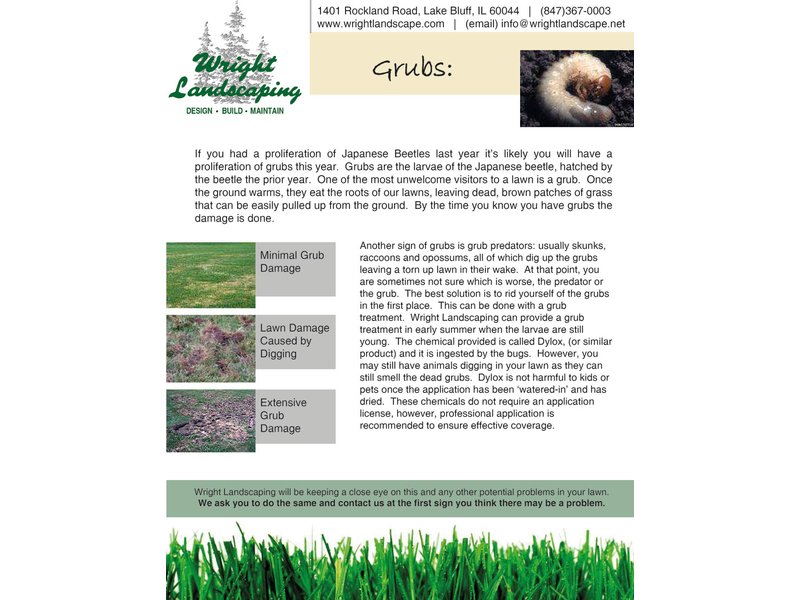Have Grubs Been Damaging Your Lawn Lake Forest Il Patch