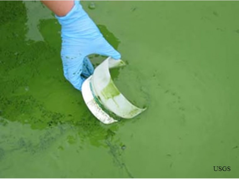 Toxic Blue-Green Algae At East Bay Park Kills 3 Dogs | Concord, CA Patch