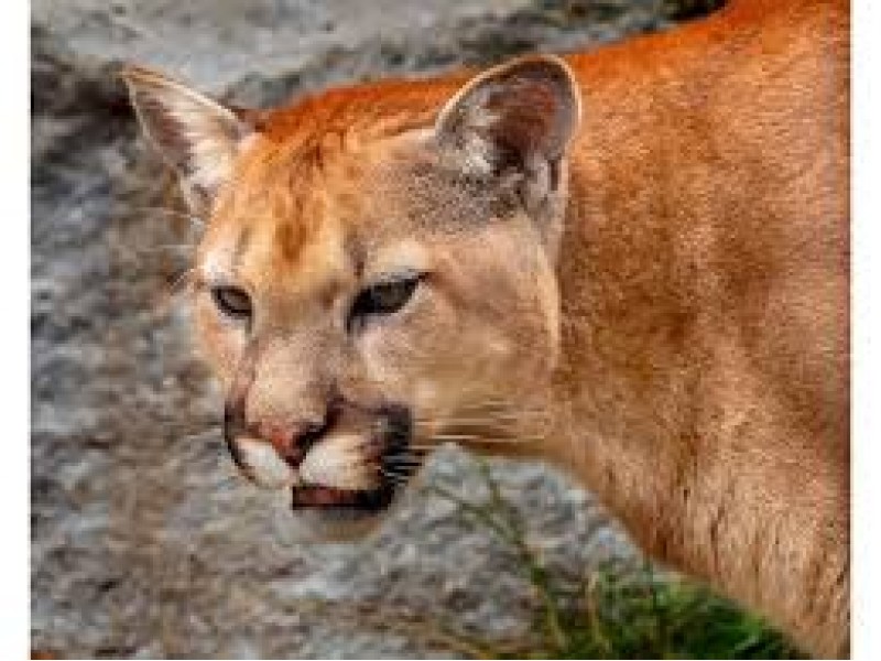 Three Mountain Lion Sightings This Week In Gilroy Area