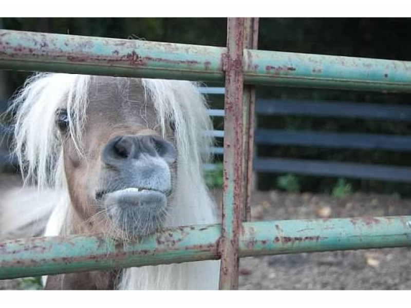 Horse Rescue Needs a Barn for its Dwarf Horses Cumming, GA Patch