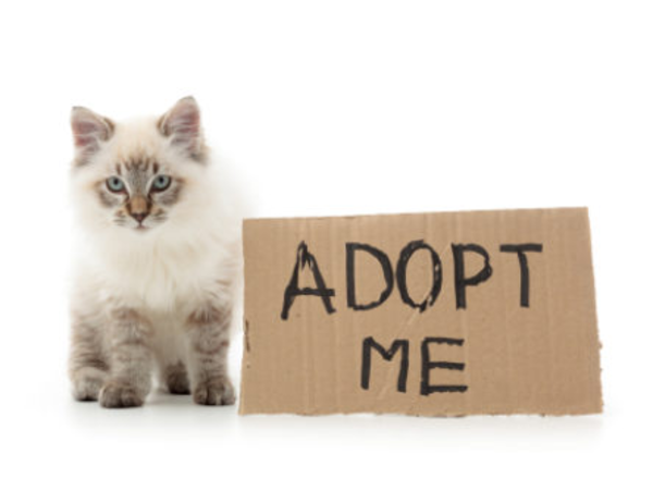 What Not To Do When Adopting A Cat What Not To Do When Adopting A Cat