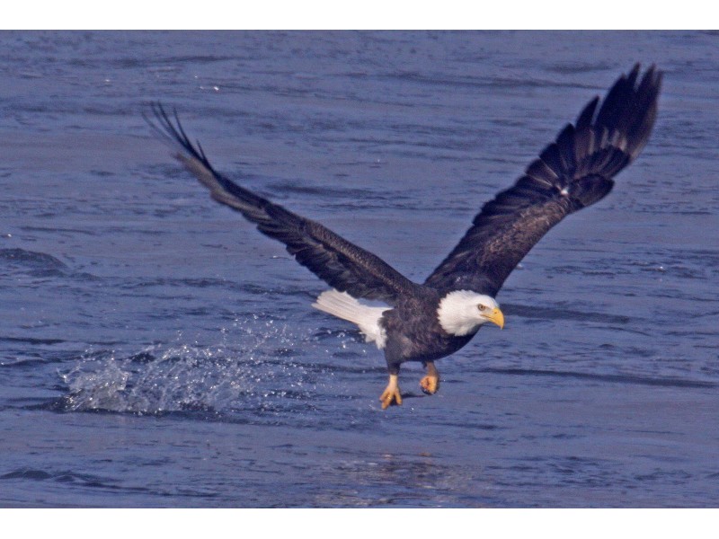 Eagle Watch Offered By Forest Preserve District Joliet IL Patch