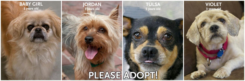 Ideal Apartment Dogs Adoptable Now At The Arl South End Ma Patch Ideal Apartment Dogs Adoptable Now At The Arl
