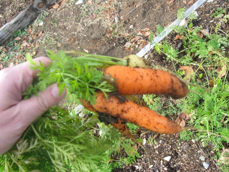 Honey Tarragon Carrot Casserole Westford, MA Patch