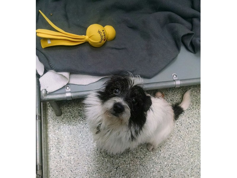 Animal Care League Hosts 10th Annual Baby (Animal) Shower