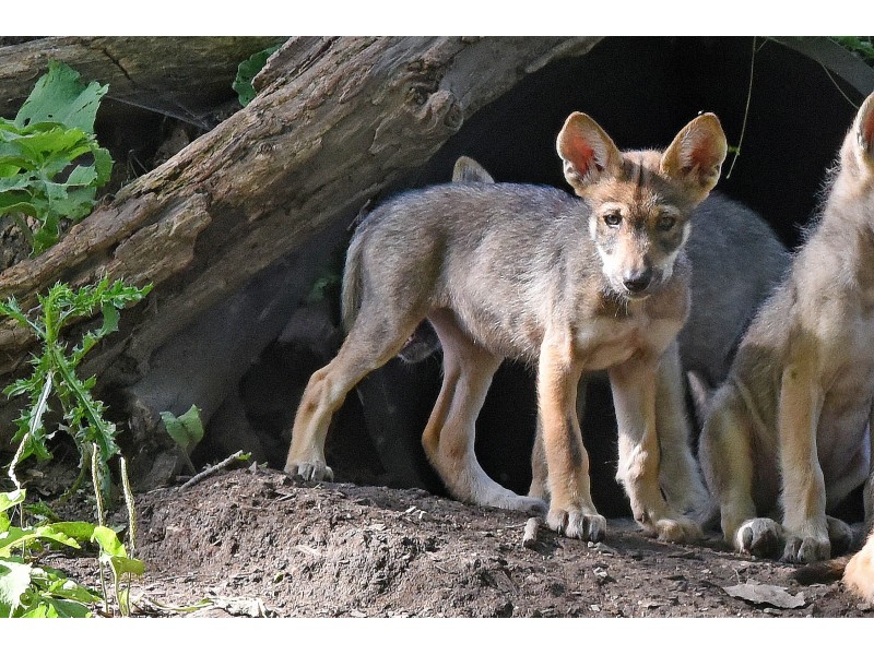 Help Name the Brookfield Zoo's Mexican Gray Wolf Puppies | La Grange ...