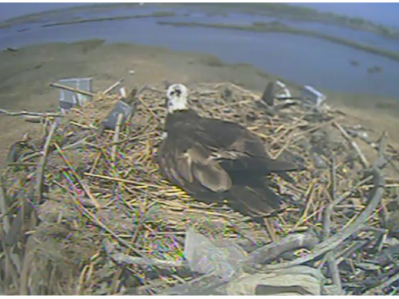 osprey live cam