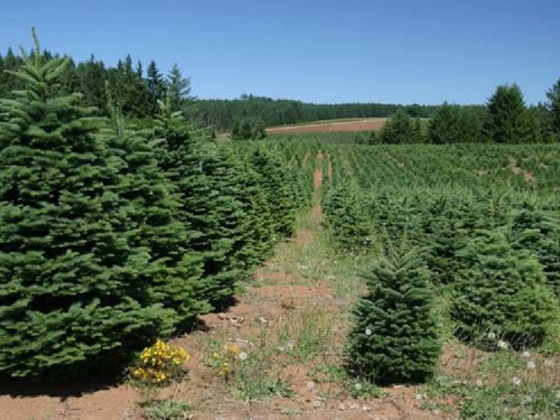 Cut Your Own Christmas Tree This Year | Toms River, NJ Patch
