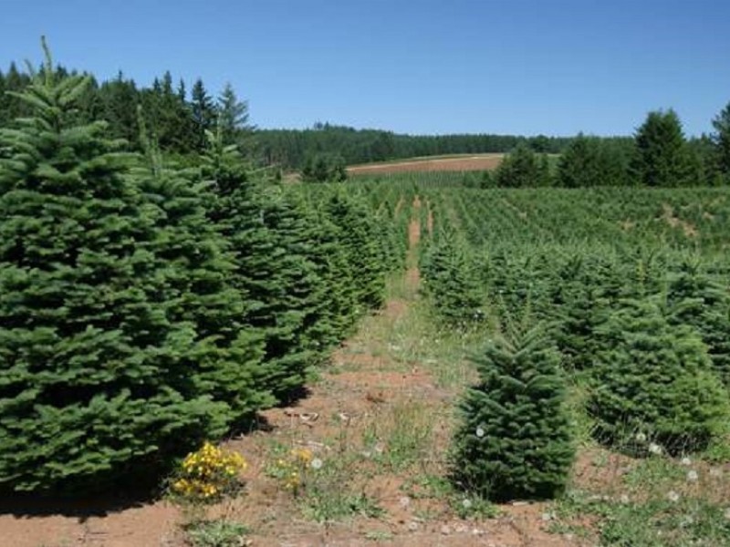 gallery of cut your own christmas tree pa fabulous homes gallery of cut your own christmas tree pa fabulous homes