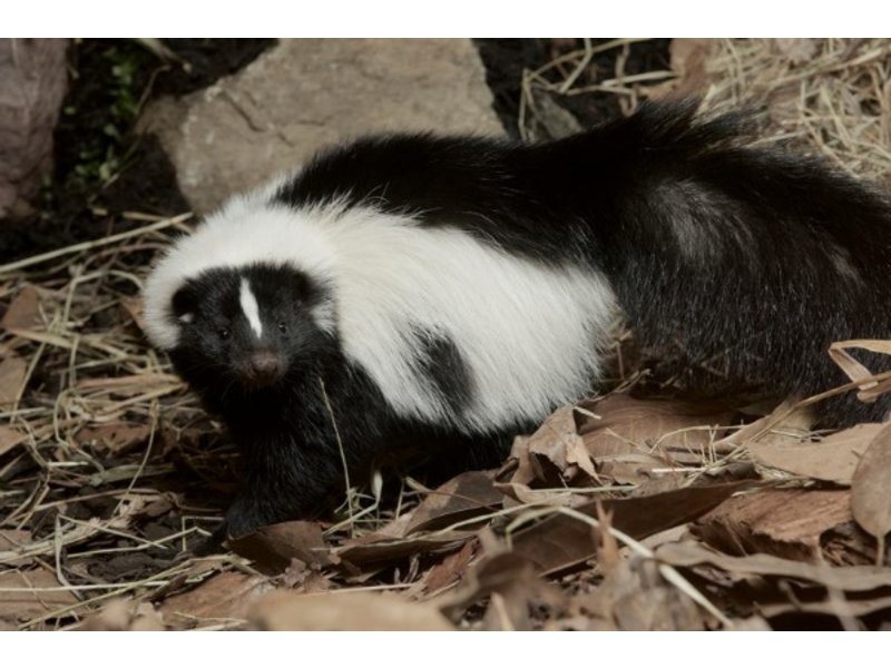 News for Your Nose: Skunks Arrive at National Zoo | Georgetown, DC Patch