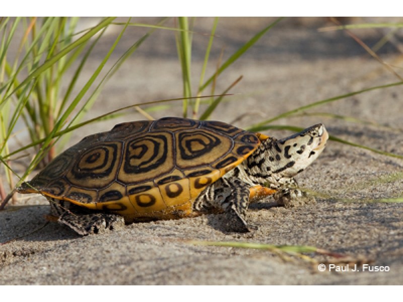 Diamondback Terrapin Finds Home at Hoyt Island in Norwalk | Norwalk, CT ...