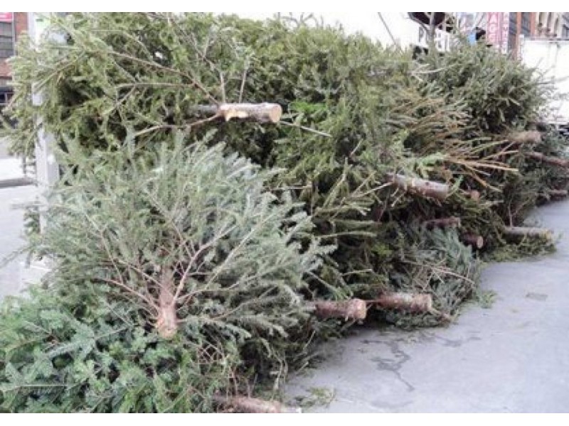 when is curbside christmas tree collection in exeter when is curbside christmas tree collection in exeter