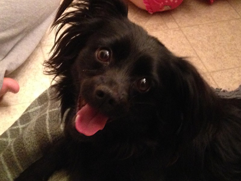 Found Dog - Black Long Haired Chihuahua | Banning, CA Patch