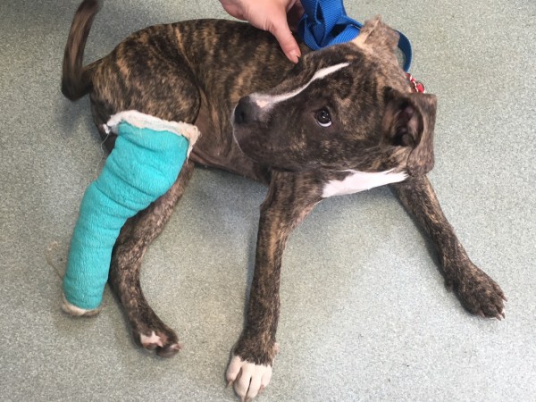 Abandoned Puppy Found With Broken Leg In Jersey City Aid Effort 
