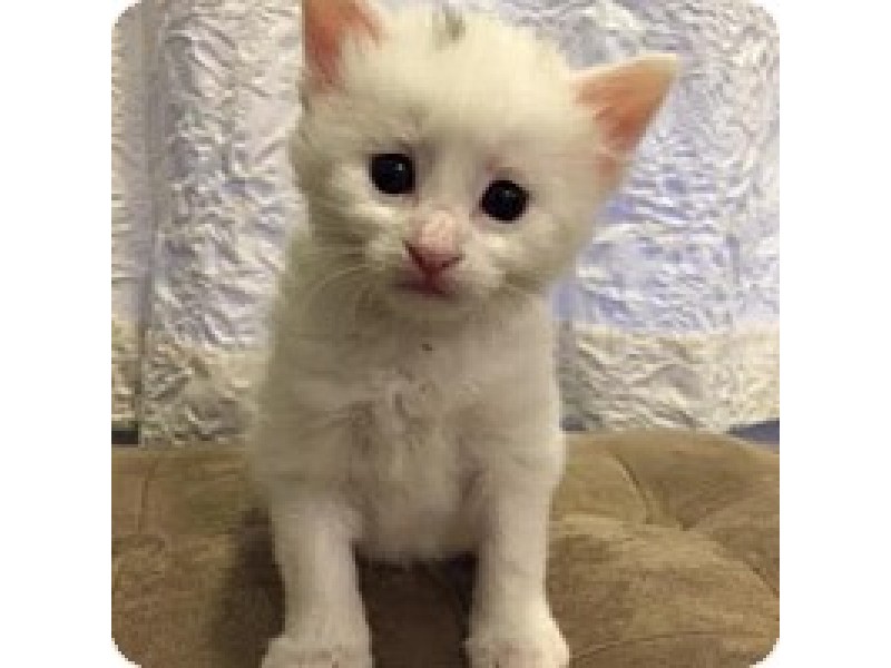 Rescued Kittens and Cats Available For Adoption Near ...
