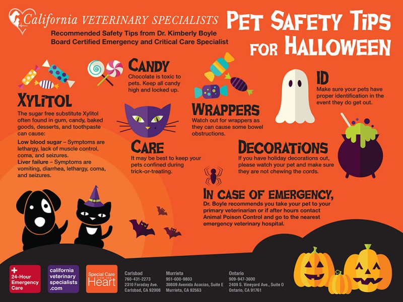 Pet Safety Tips for Halloween Carlsbad, CA Patch