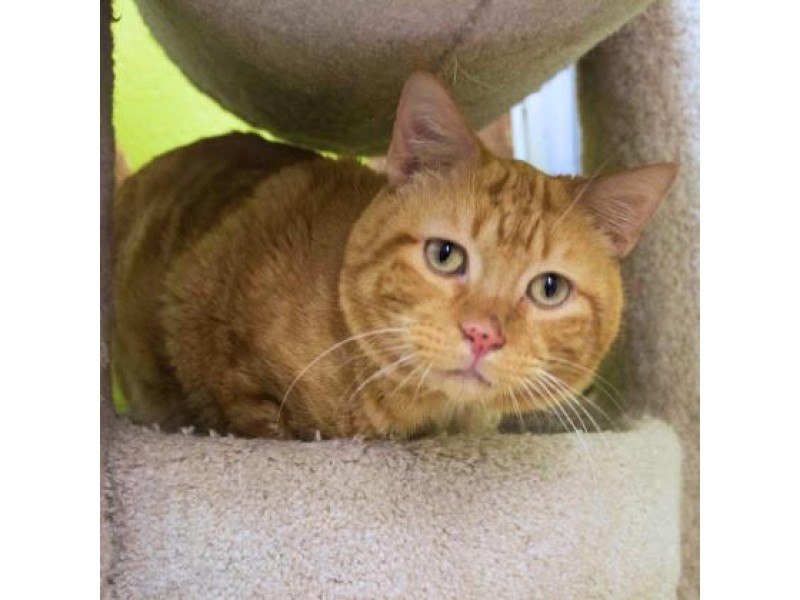 Adopt a Pet From Austin Pets Alive! South Austin, TX Patch