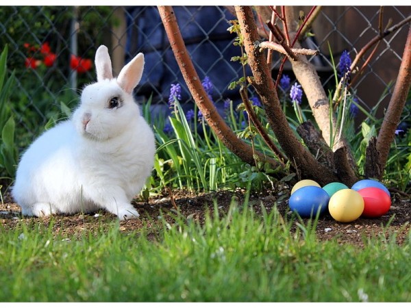 How The Easter Bunny Became Part Of Easter -- And Why He Leaves Eggs ...