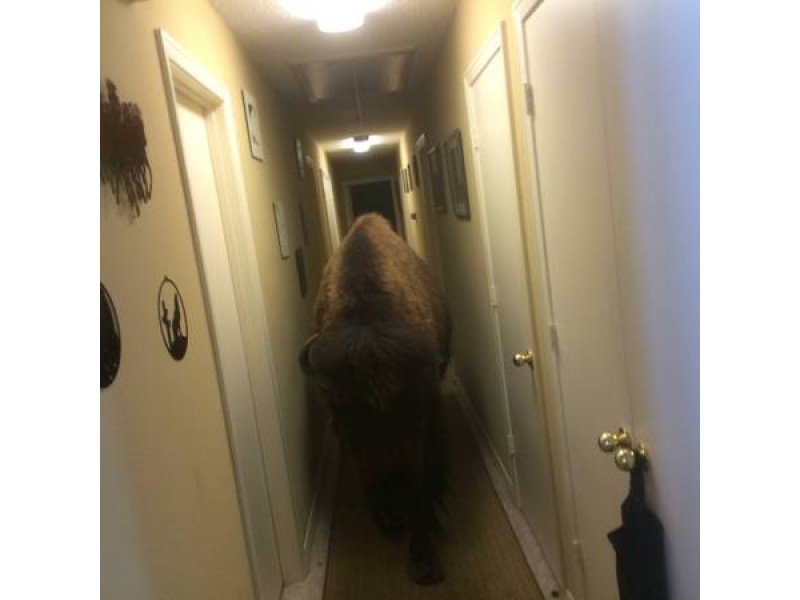 Yes, But Will It Fetch Your Slippers? House-Broken Buffalo ...