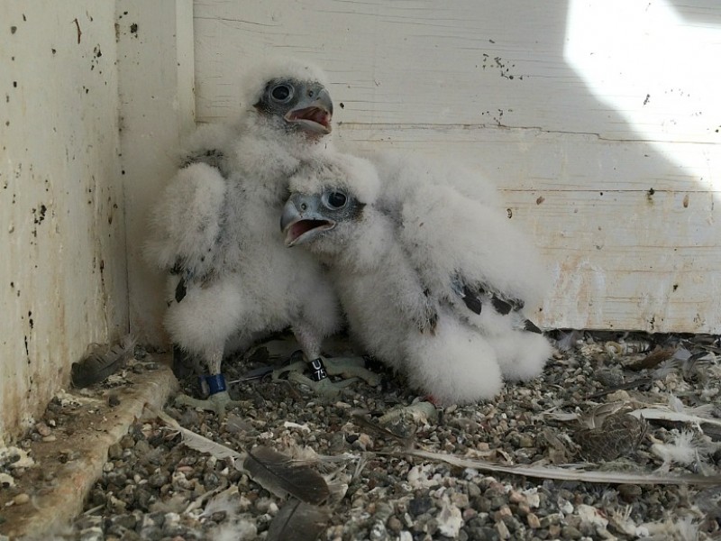 San Jose: New Peregrine Falcon Chicks Seen In Live Stream | Campbell ...