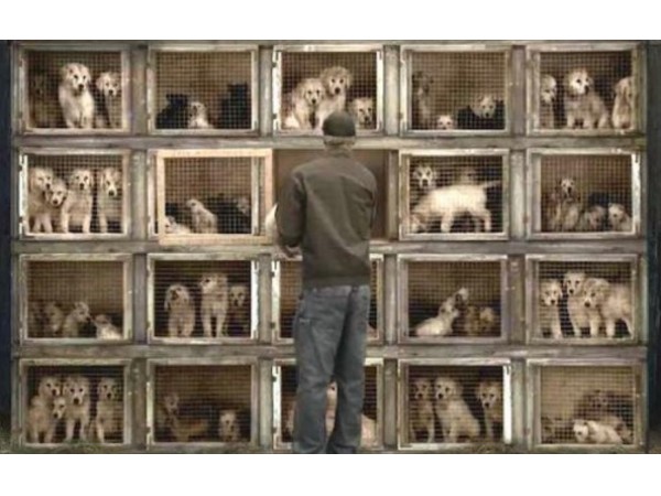 LA Bans Pet Stores from Selling Bred Cats, Dogs and Rabbits