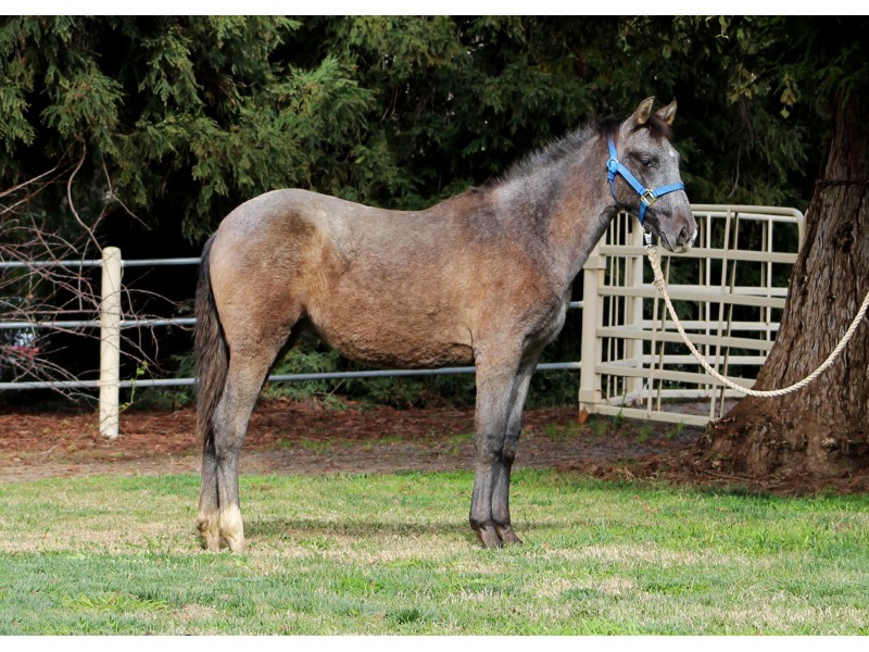 24th Annual UC Davis Horse Production Sale Davis, CA Patch