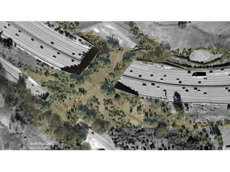 Calabasas to Host Free Wildlife Crossing Public Calabasas