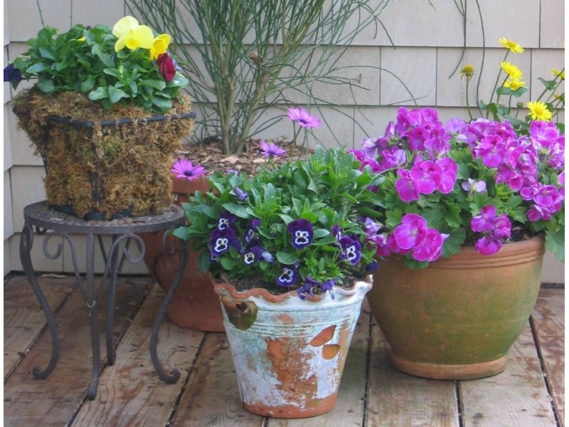 In Your Garden Container Planting 101 Harrison, NY Patch