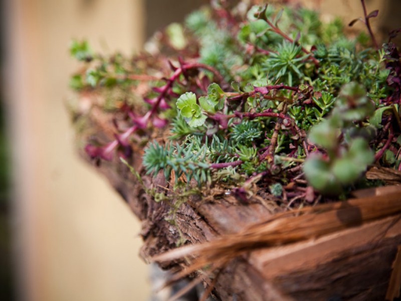 growing thyme in pacific northwest growing thyme in pacific northwest