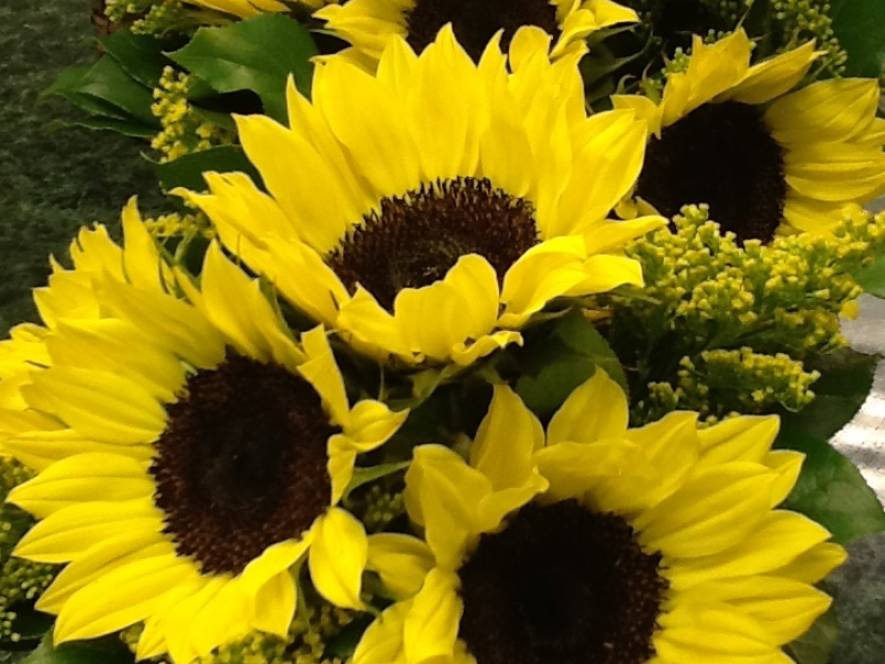 August Flowers in Season "SUNFLOWER" | Fairfield, CT Patch