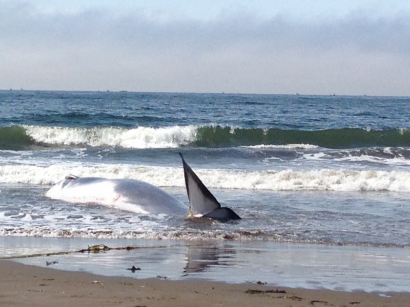 40 Foot Whale S At Stinson Beach Larkspur Ca Patch 40 Foot Whale S At Stinson Beach